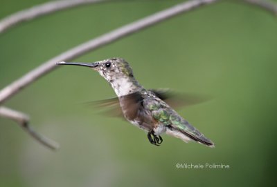 hummingbird juvie 0001 8-12-06.jpg