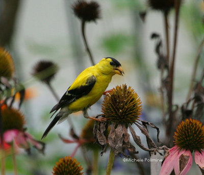 goldfinch male 0199 8-12-06.jpg