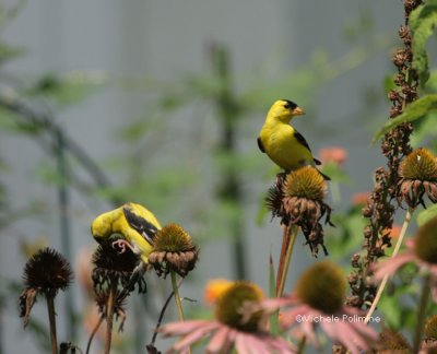 male goldfinches 0329 8-5-06.jpg
