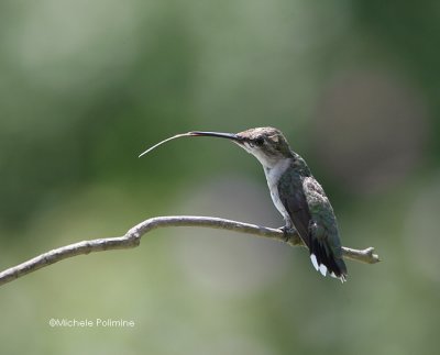 Hummingbirds - Ruby Throated in Backyard & Around