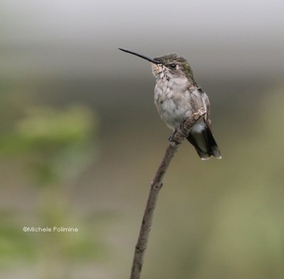hummingbird juvie 0001 8-17-06.jpg