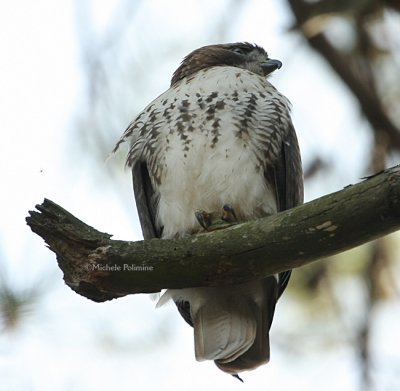 Red Tail front 0191 1-5-08.jpg