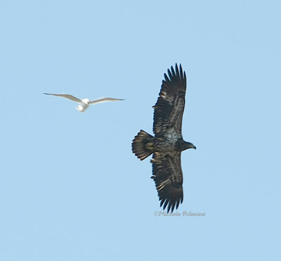 eagle juvie over LT 0245 1-1-08.jpg
