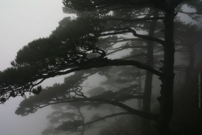 Pines on Huangshan Mountain