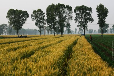 Early summer, wheat fields