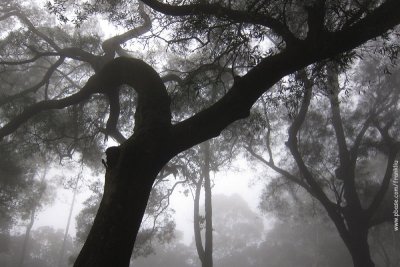 Foggy day on Victoria Peak