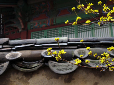 Spring in Chang Deok Gung Palace (2)