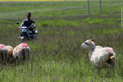 Shepherd on motorbike