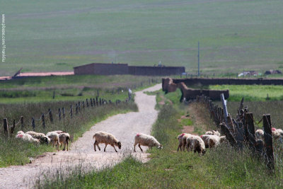 Highland sheeps