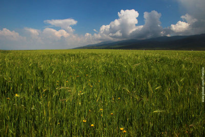 Barley fields 2