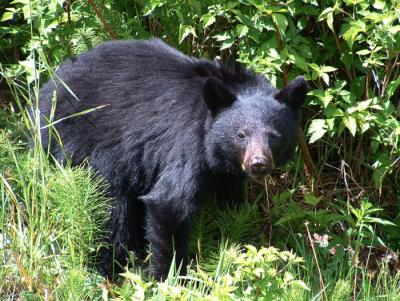 Young Black Bear on Vancouver Island