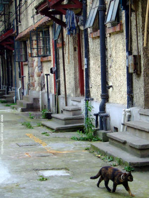 Shanghai-cat