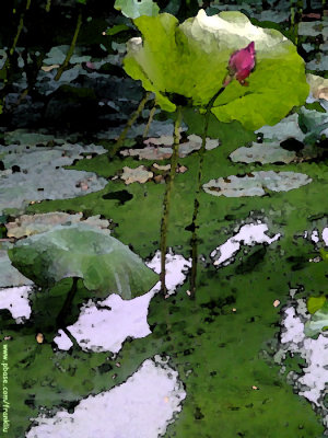 Lotus-water color