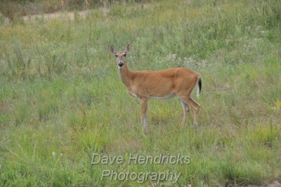 DSC_0038.JPG