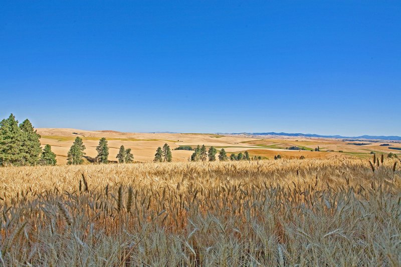 Palouse wheatfield copy.jpg