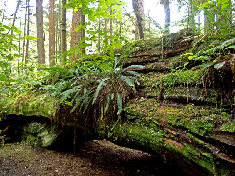 kalaloch3 copy.jpg