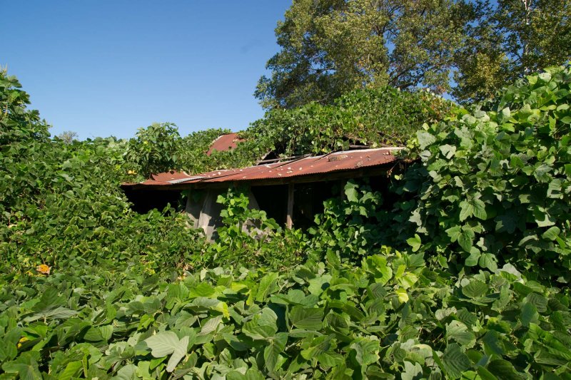 kudzu house copy.jpg