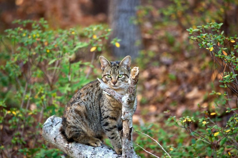 cat on log.jpg