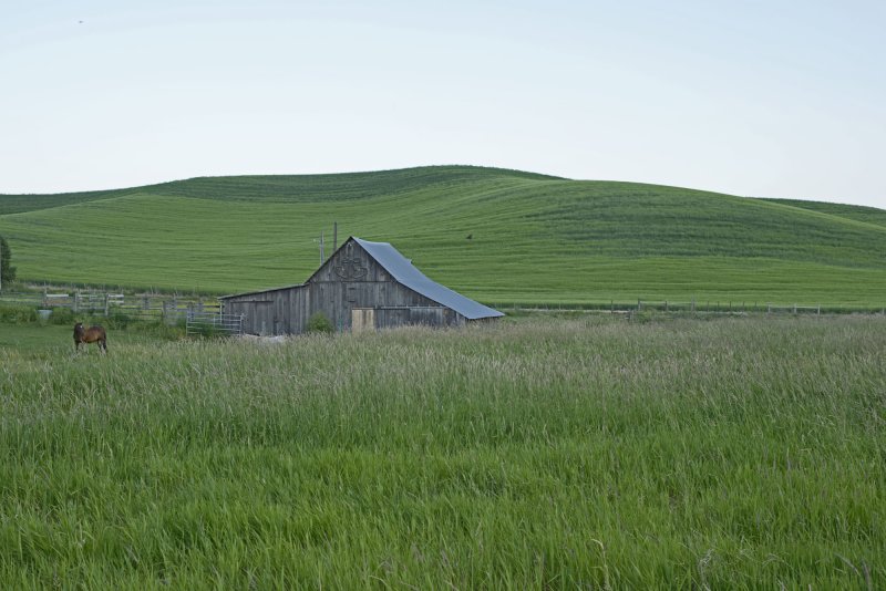 Palouse horses copy.jpg