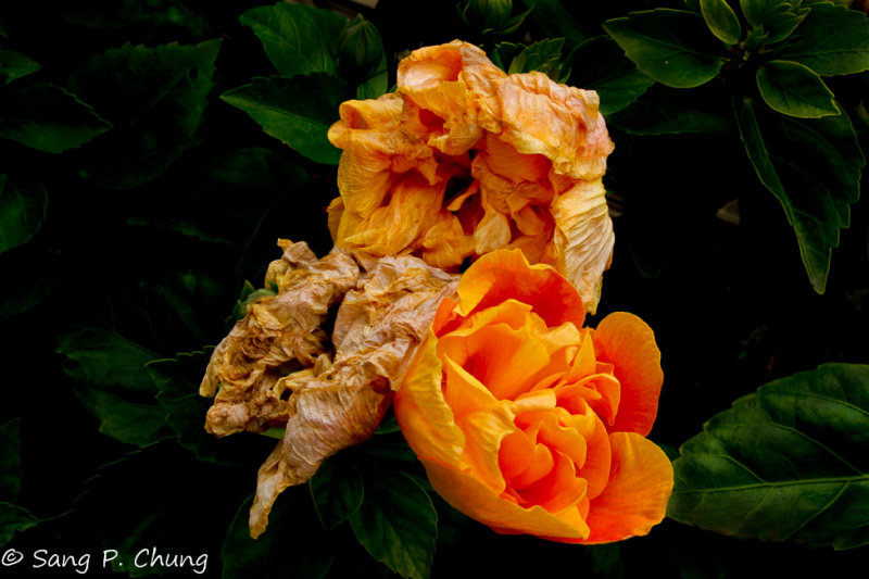 aging of chrysanthemum