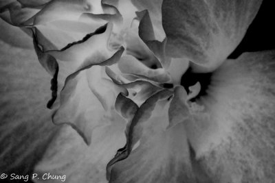 Intriguing Design of a Flower