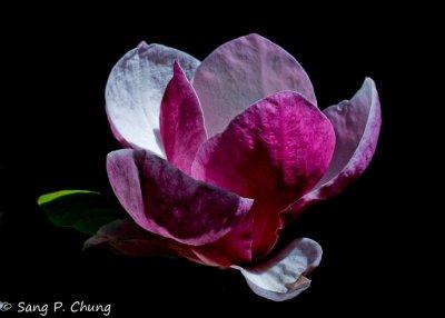 petals of magnolia