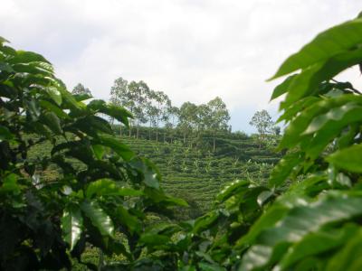 more coffee plantations