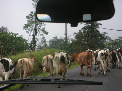 cows in the road