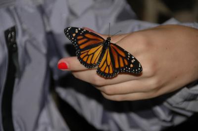 monarch butterfly on my hand