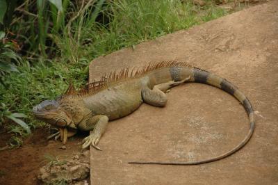 iguana...about 8 ft long