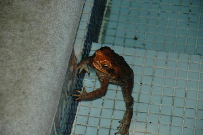 toad in the pool