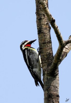 IMG_8764 Woodpecker