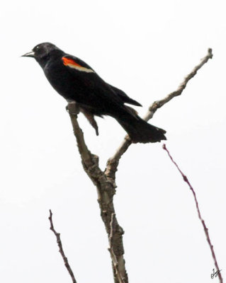 IMG_8809 Redwing Blackbird