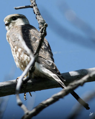 IMG_4822 Young Falcon Aug 16