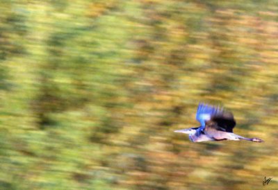 IMG_5002 Blue Heron in Flight at Bless Platform Sept 7