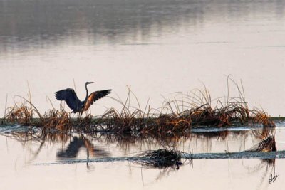 IMG_5013 Blue Heron at Sunset Sept 8