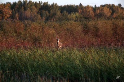 IMG_9696 Fall Deer at Big Lake Sept 20