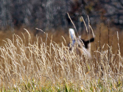 IMG_1198 NEODHS (North end of Deer Heading South)