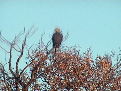 2011_10_22 Eagle on Webcam