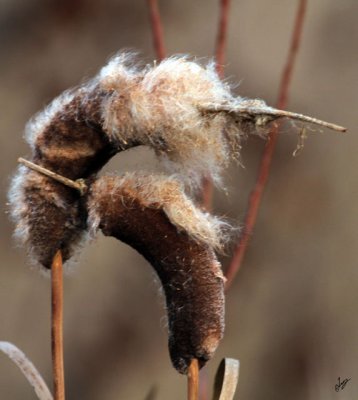 2011_11_10 Fall: Contact Improv for Cattails