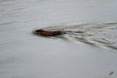 IMG_2866 Rats, ice is forming