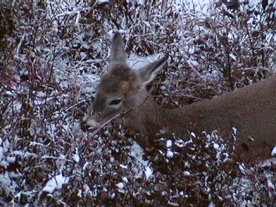 2011_11_12 Deer on Webcam