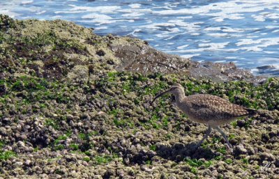 IMG_1729 Beach camoflage