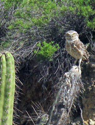 2011_03_08 Peruvian Owl in the Hills