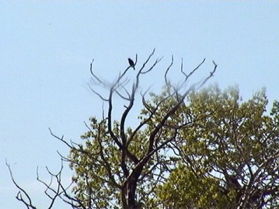 Red Tailed Hawk watching Nest, captured by Elke