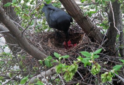 IMG_4127 Mother crow feeds chicks, May 17