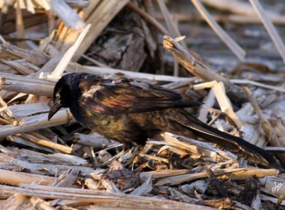 IMG_0596 Common Grackle (she)