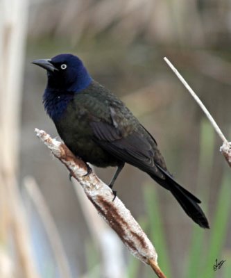 IMG_0647 Common Grackle (he)