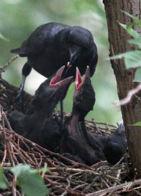 2012_05_17 Crow Family Feeding