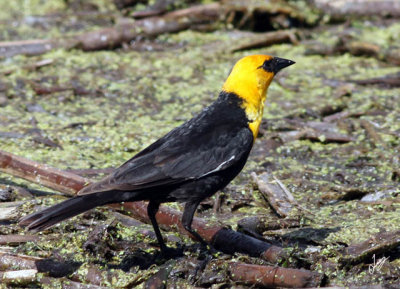 IMG_5731 Yellow Headed Blackbird